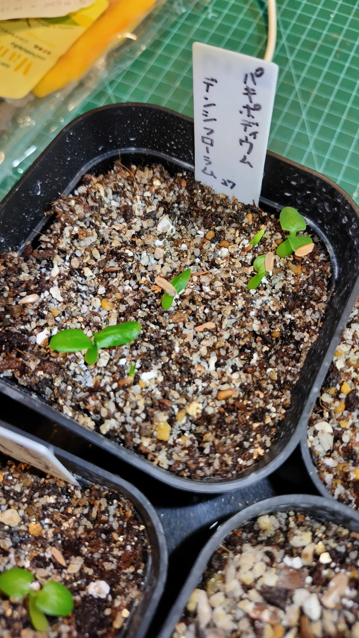 Pachypodium densiflorum var. densiflorum (パキポディウム デンシフローラム)