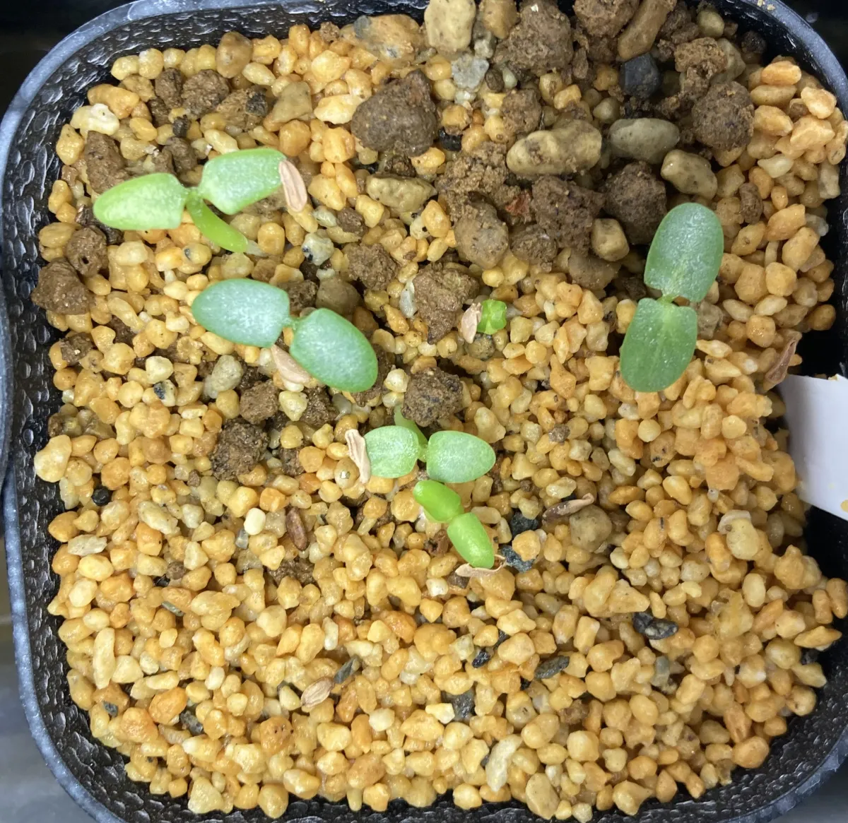 Pachypodium brevicaule subsp. leucoxanthum (パキポディウム レウコキサンツム)