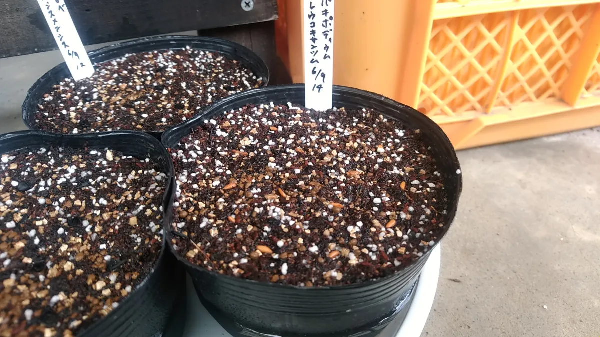 Pachypodium brevicaule subsp. leucoxanthum (パキポディウム レウコキサンツム)