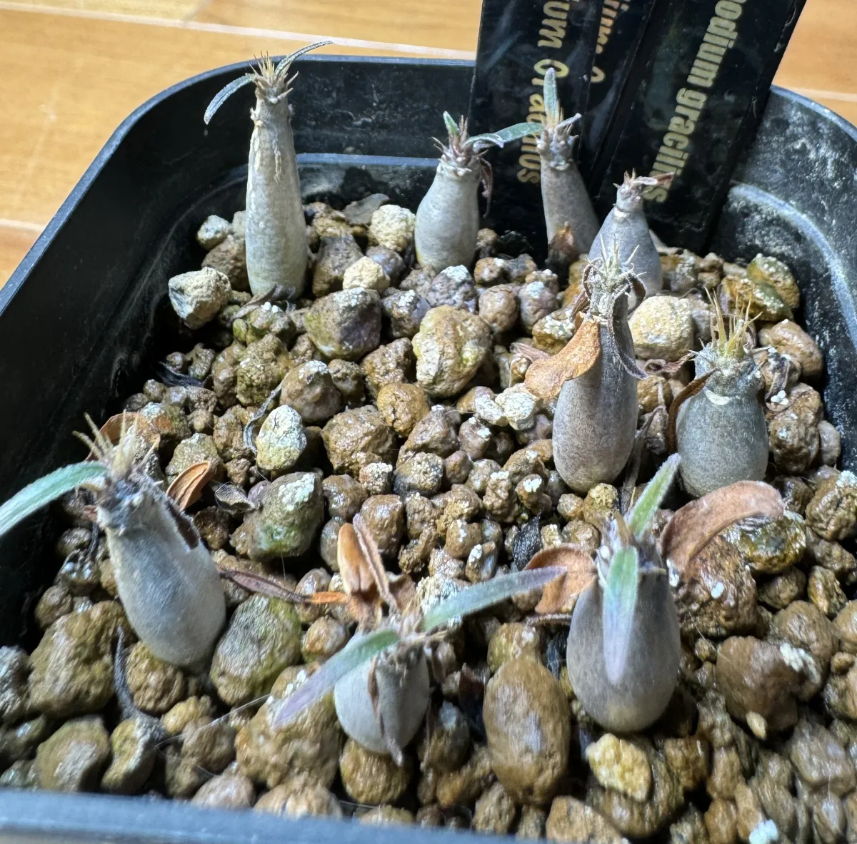 Pachypodium rosulatum var. gracilius (パキポディウム グラキリス)