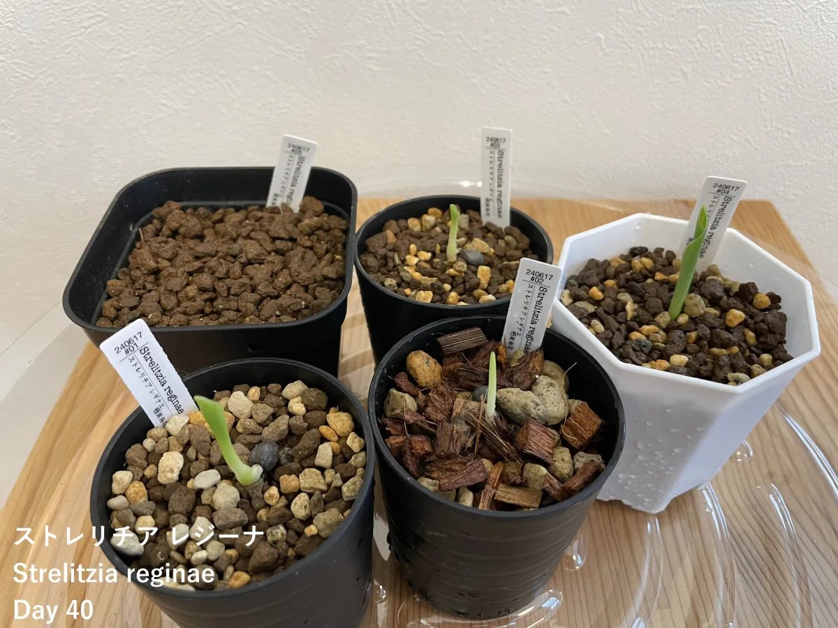 Strelitzia reginae (ストレリチア レジーナ)