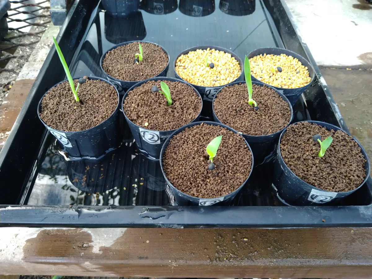 Yucca filifera (ユッカ フィリフェラ)