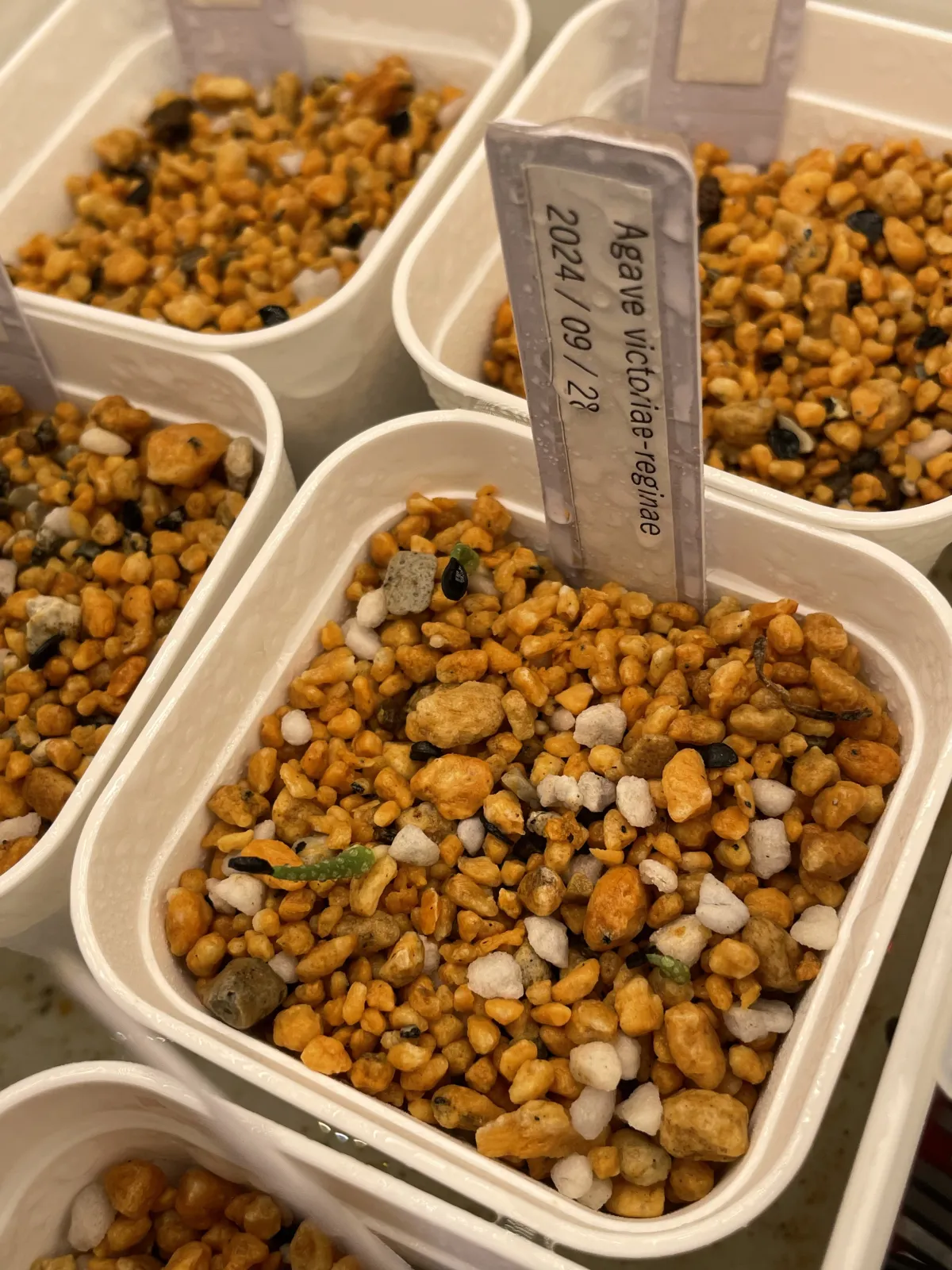 Agave victoriae-reginae (アガベ ビクトリアレジーナエ 笹の雪)