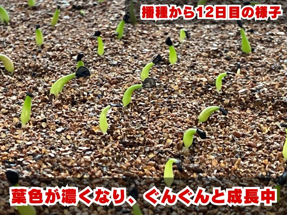 Agave titanota 'Blue' (アガベ チタノタブルー)