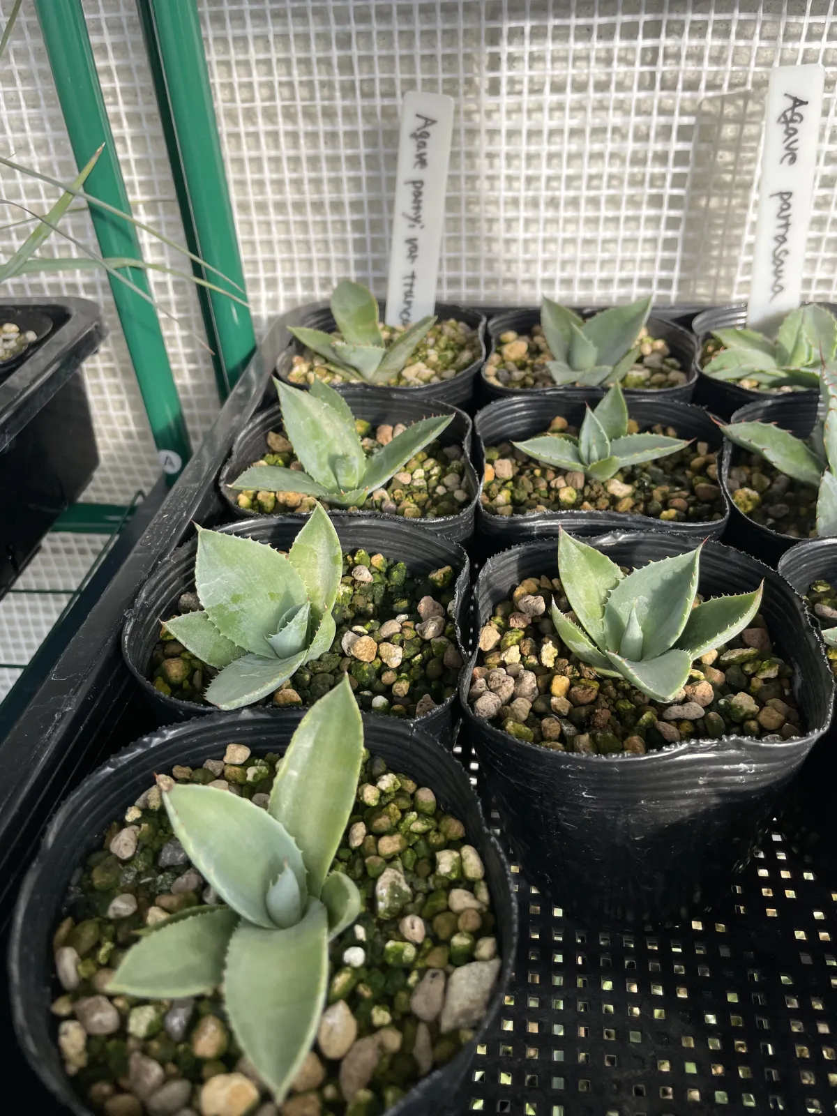 Agave parryi var. truncata (アガベ パリー トランカータ)