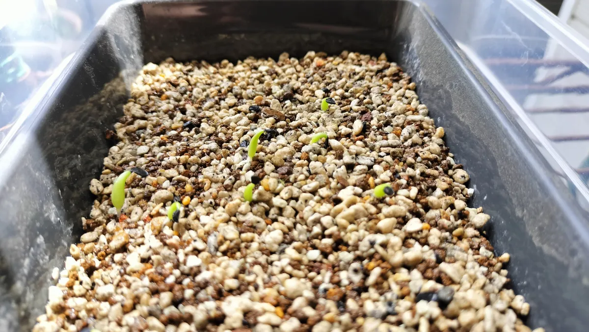 Agave oteroi (アガベ オテロイ)