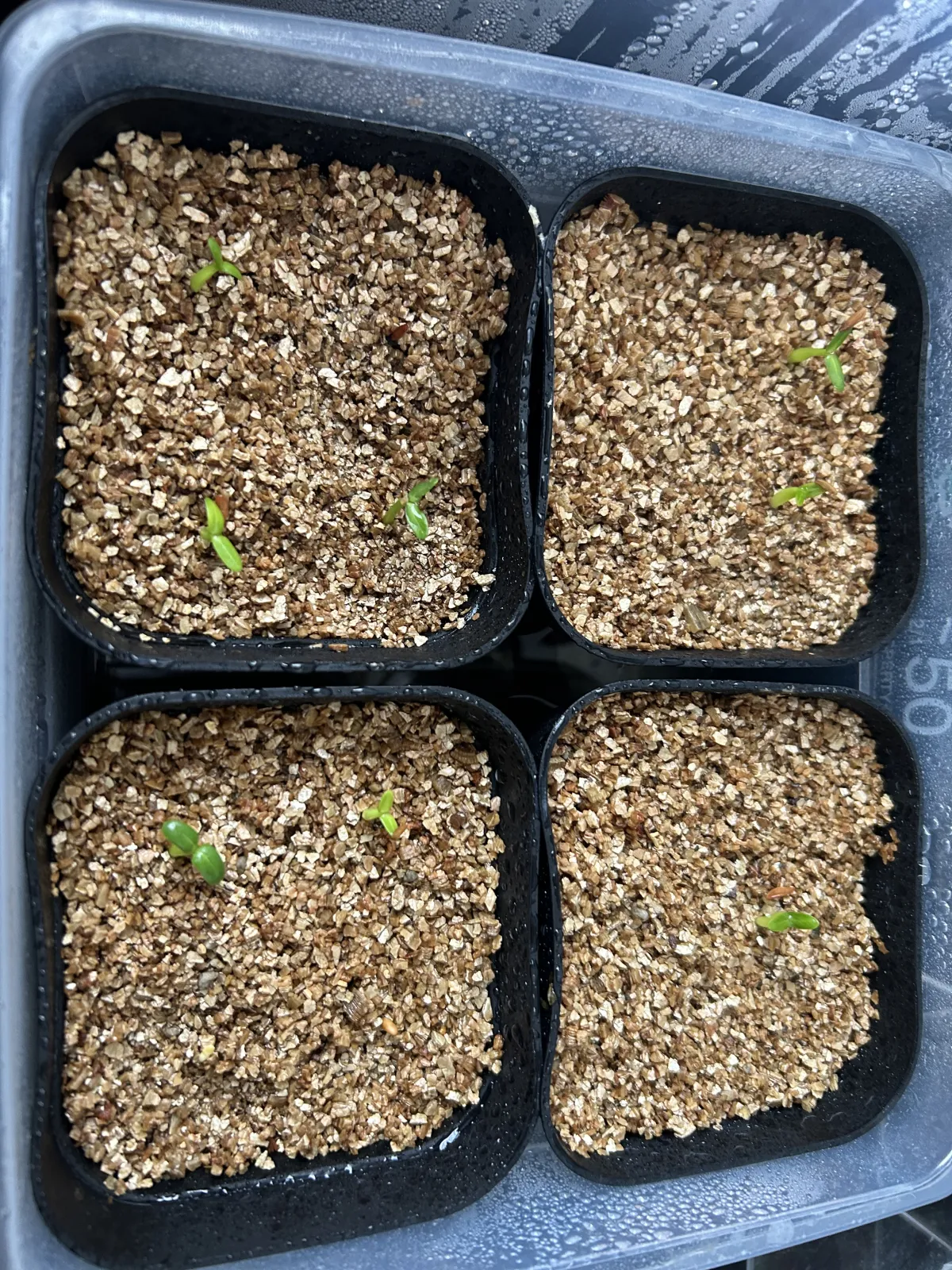 Pachypodium rosulatum var. gracilius (パキポディウム グラキリス)