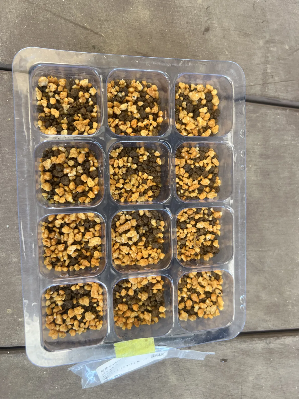 [無料種子] 発芽難 パキポディウム グラキリス　 Pachypodium rosulatum var. gracilius