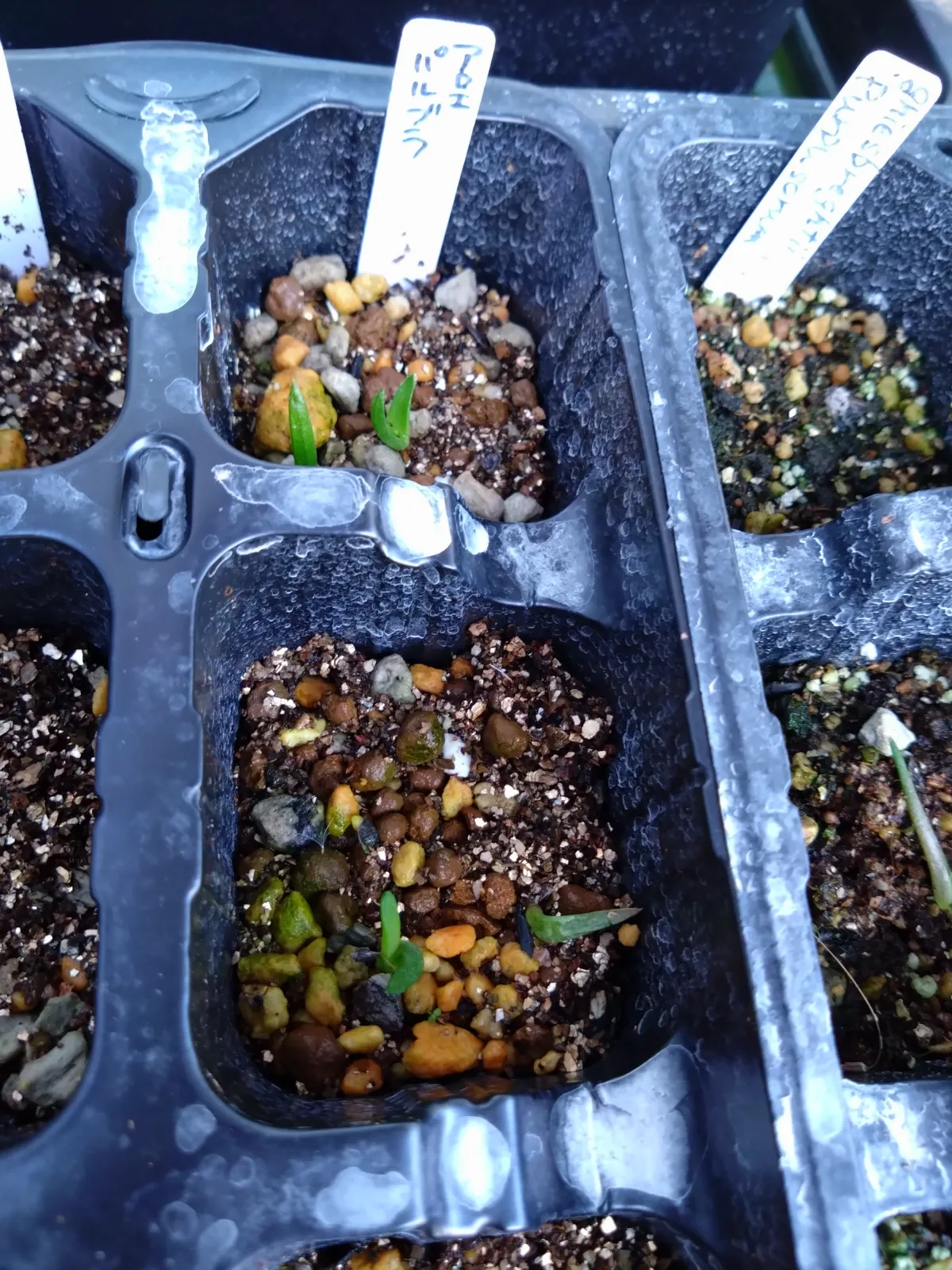 Aloe parvula (アロエ パルブラ 女王錦)