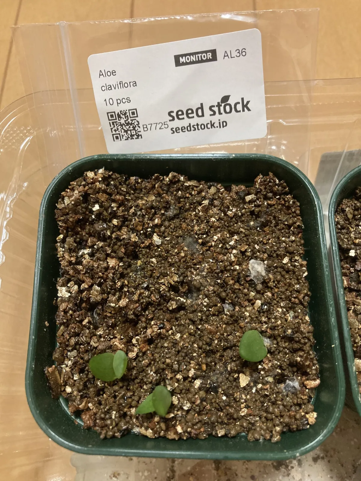 Aloe claviflora (アロエ クラビフローラ)