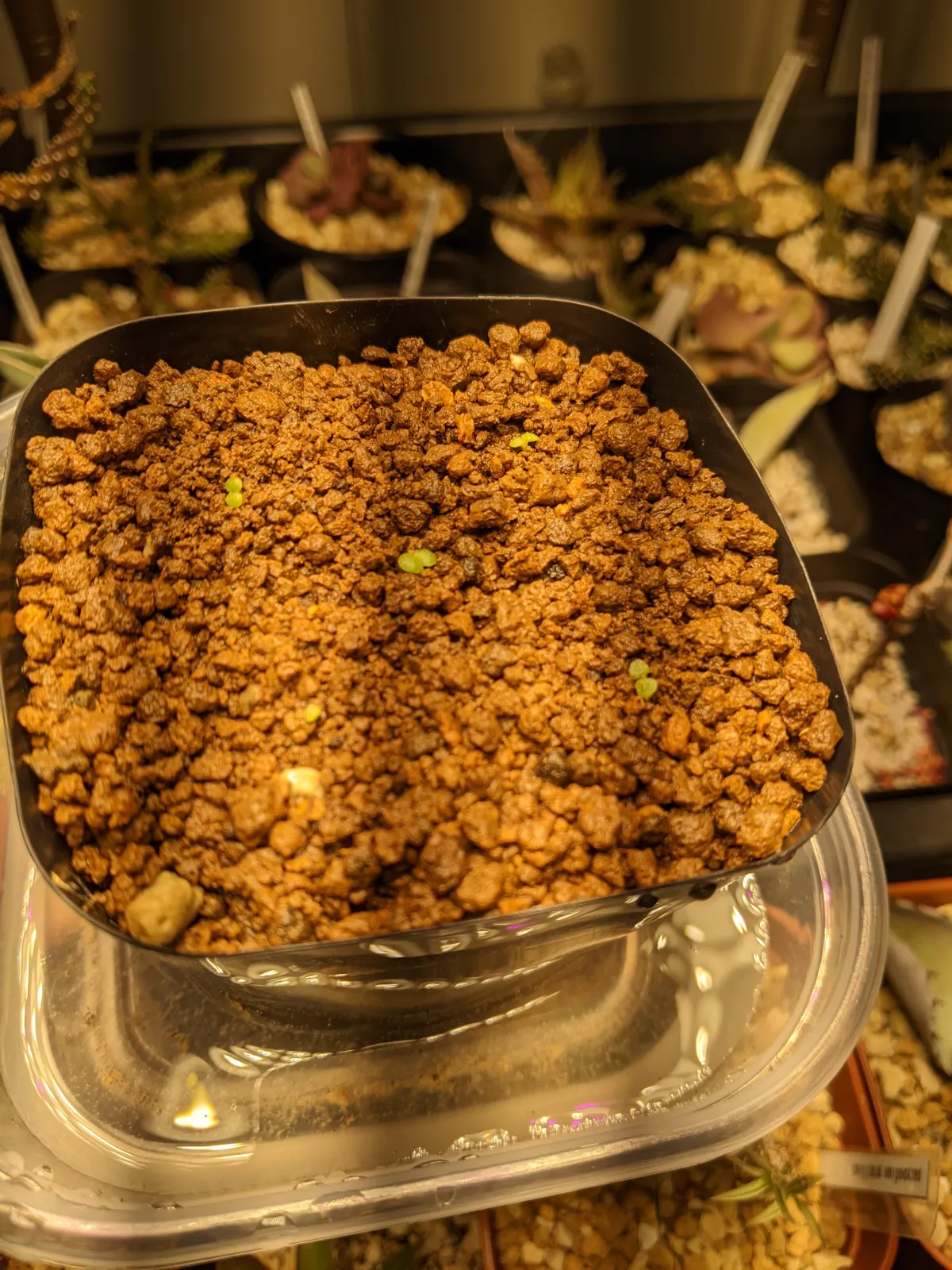 Tylecodon paniculatus (ティレコドン パニクラタス)