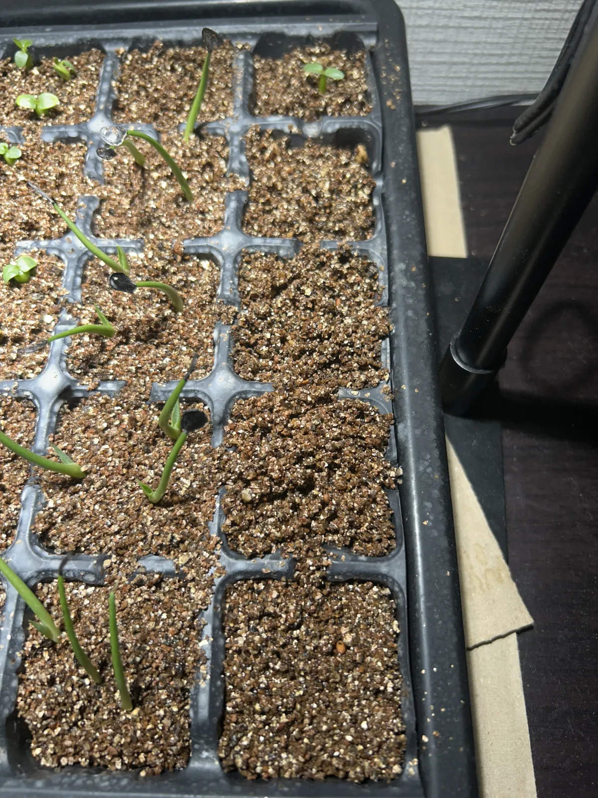 Pachypodium rosulatum var. gracilius (パキポディウム グラキリス)