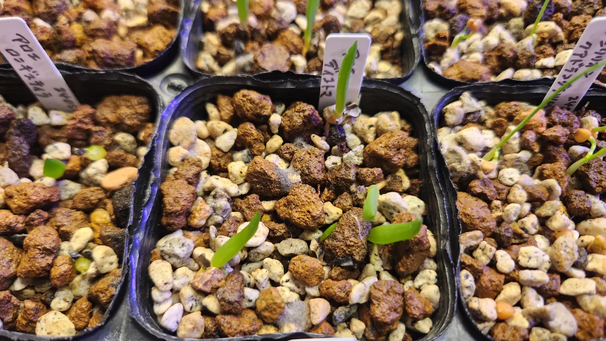 Aloe dichotoma (アロエ ディコトマ)