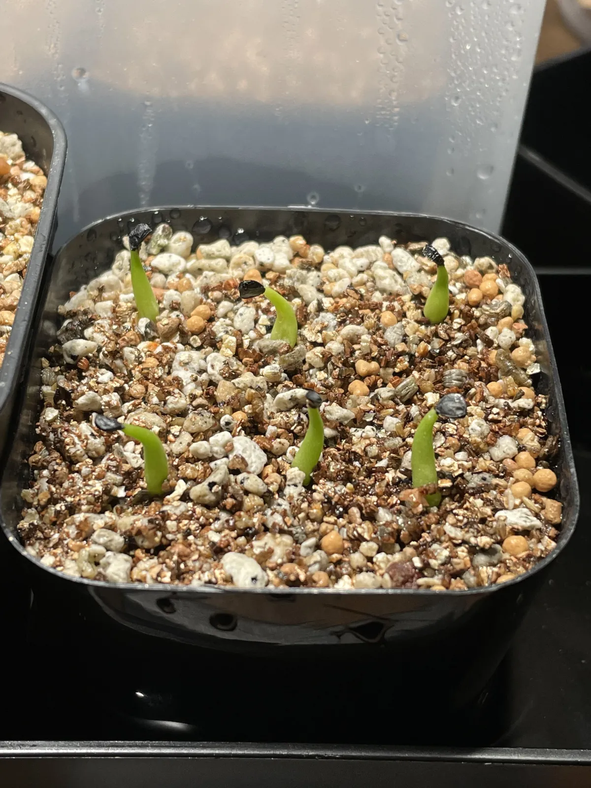 Agave victoriae-reginae ssp. swobodae swobodae (アガベ ビクトリアレジーナ スワボダエ)