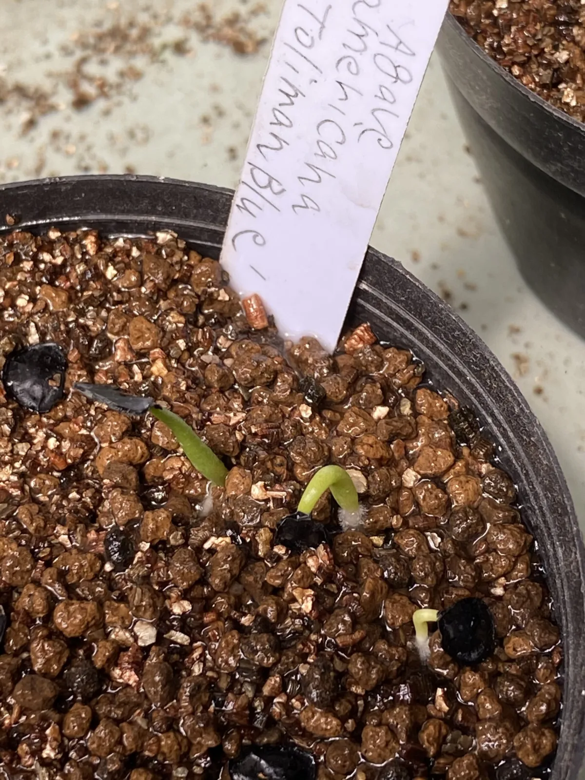 Agave americana (アガベ トリマンブルー)