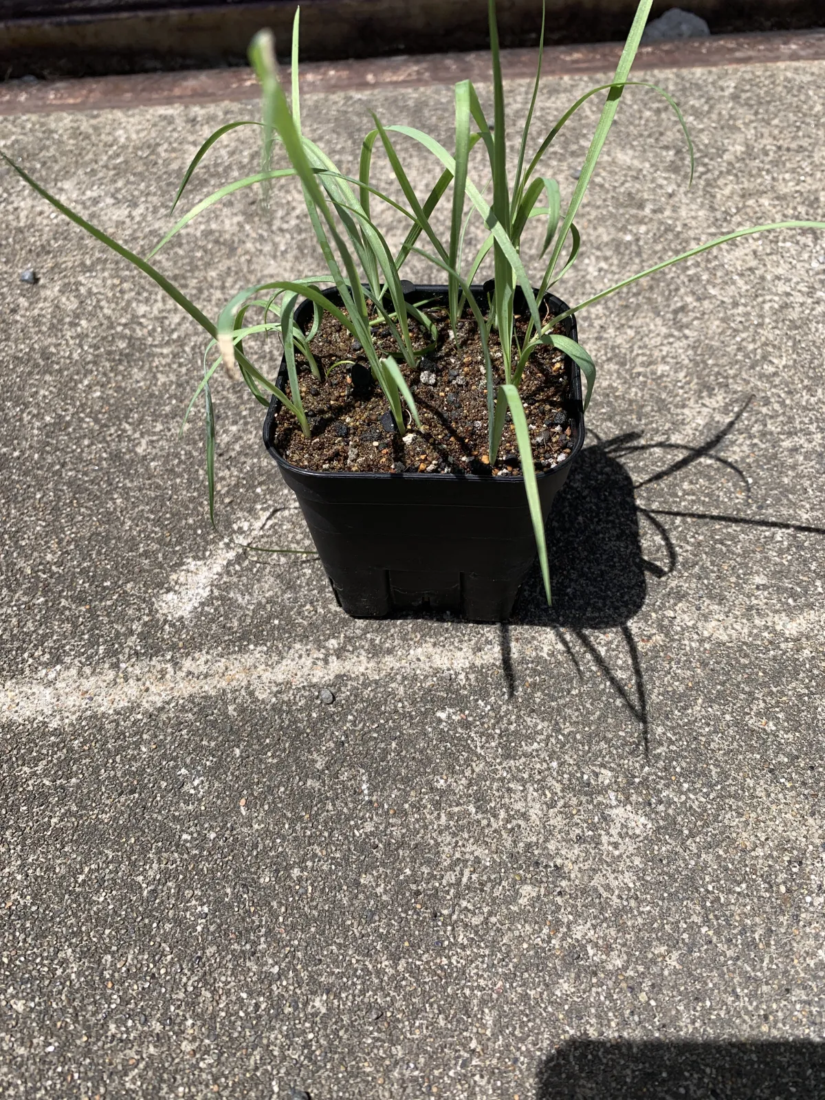 Yucca rigida (ユッカ リギダ)