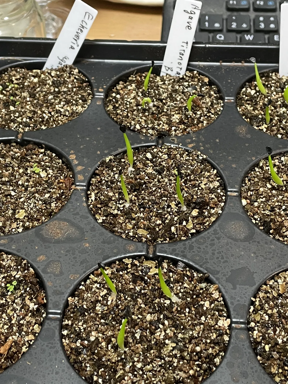 Agave titanota 'Blue' (アガベ チタノタブルー)