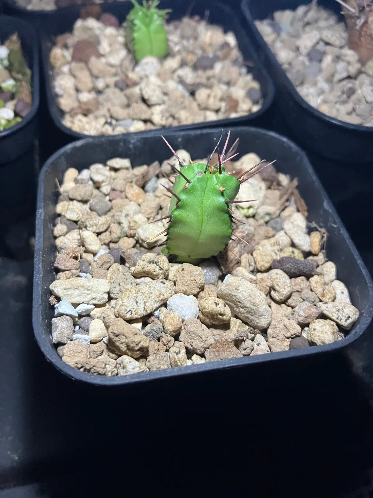 Euphorbia enopla (ユーフォルビア エノプラ 紅彩閣)