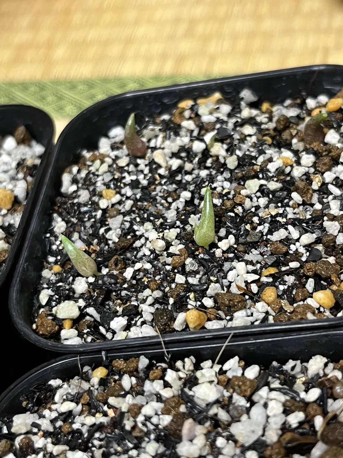 Agave oteroi (アガベ オテロイ)