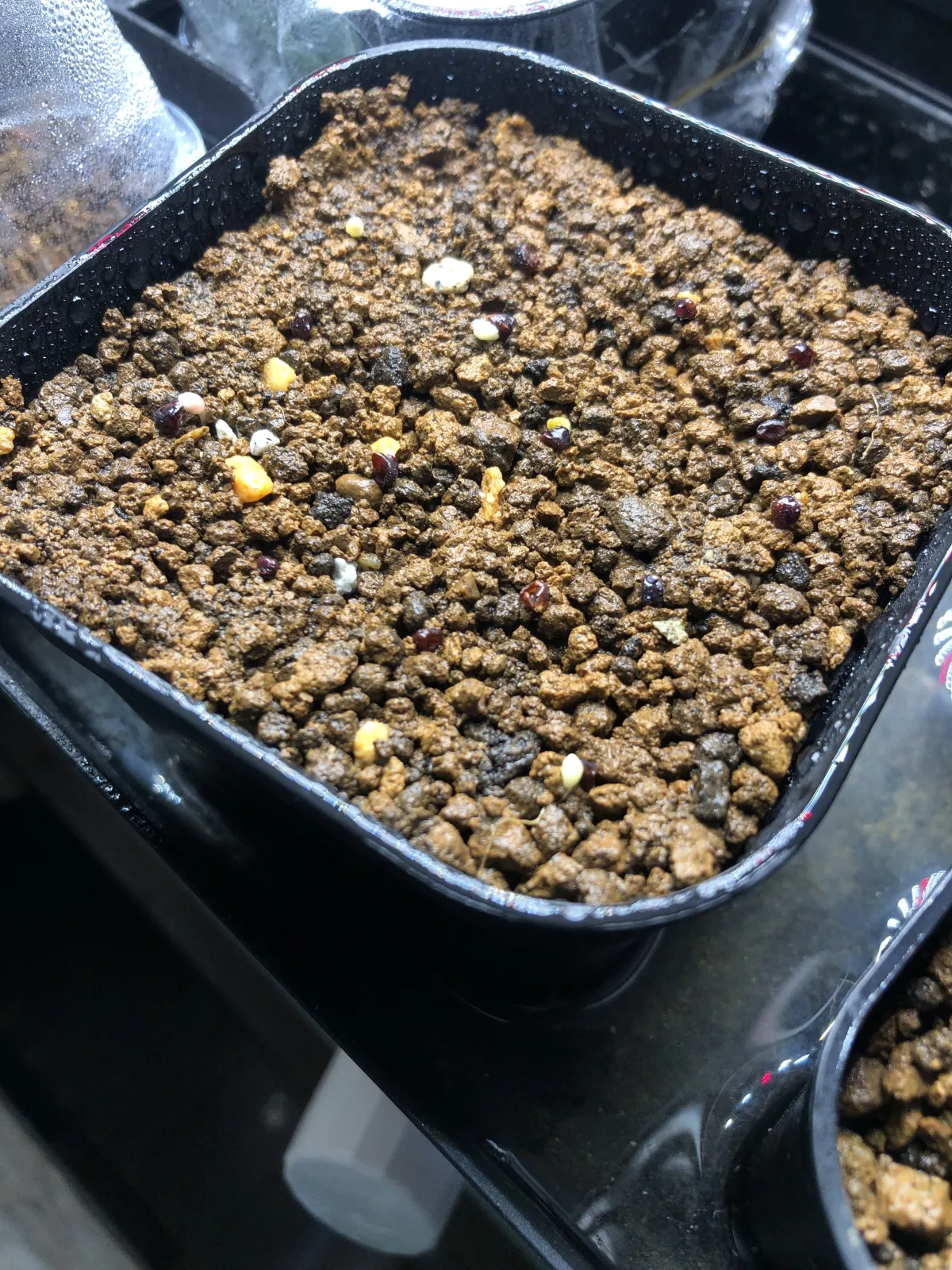 Astrophytum asterias (アストロフィツム スーパー兜)