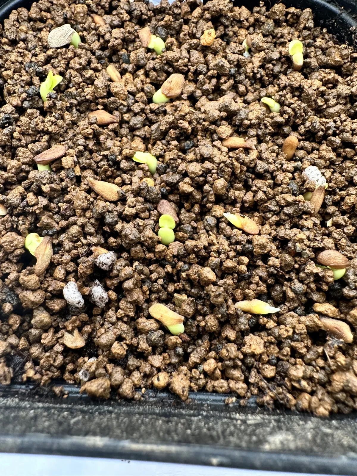 Pachypodium succulentum (パキポディウム サキュレンタム 天馬空)