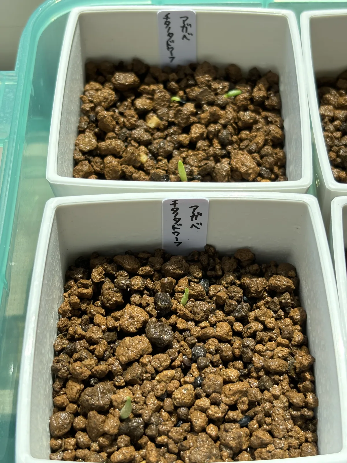 Agave titanota (アガベ チタノタ ドワーフ)