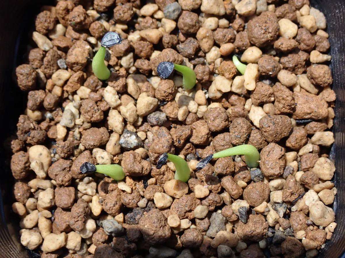 Agave victoriae-reginae ssp. swobodae 'Compacta' (アガベ スワボダエ コンパクタ‘’)