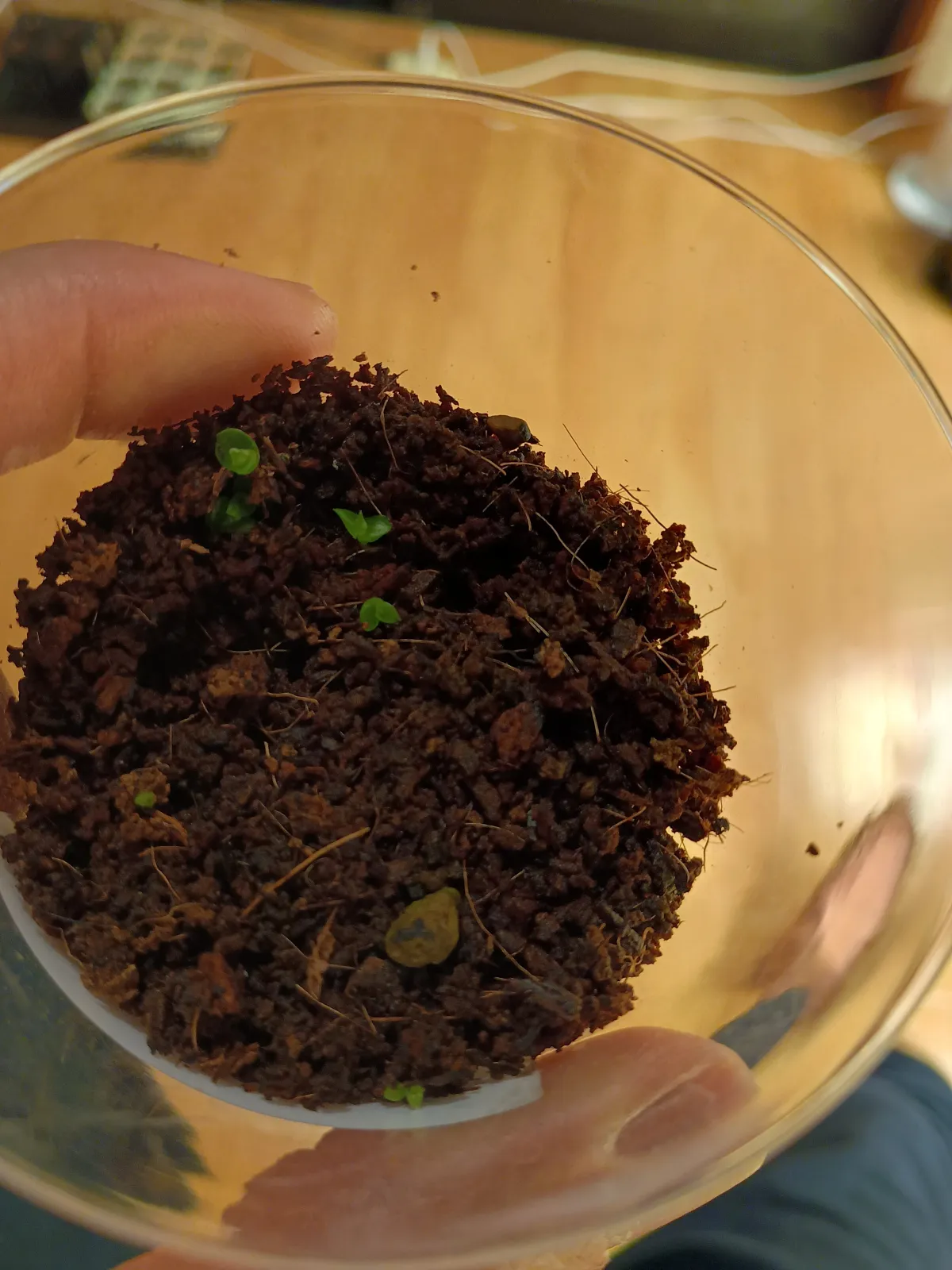 Hechtia texensis (ヘクチア テクセンシス)