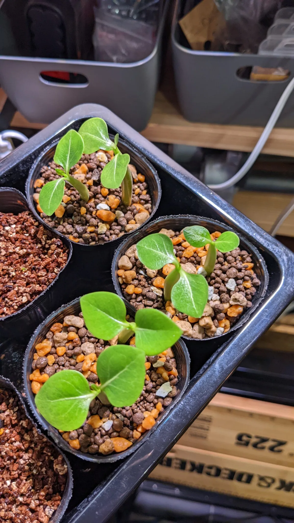 Adenium arabicum Black Giant (アデニウム アラビカム ブラックジャイアント)