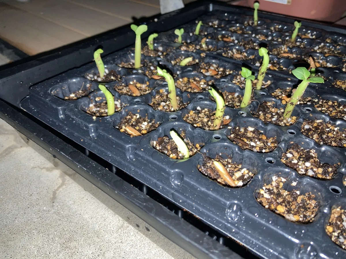 Adenium arabicum (アデニウム アラビカム)