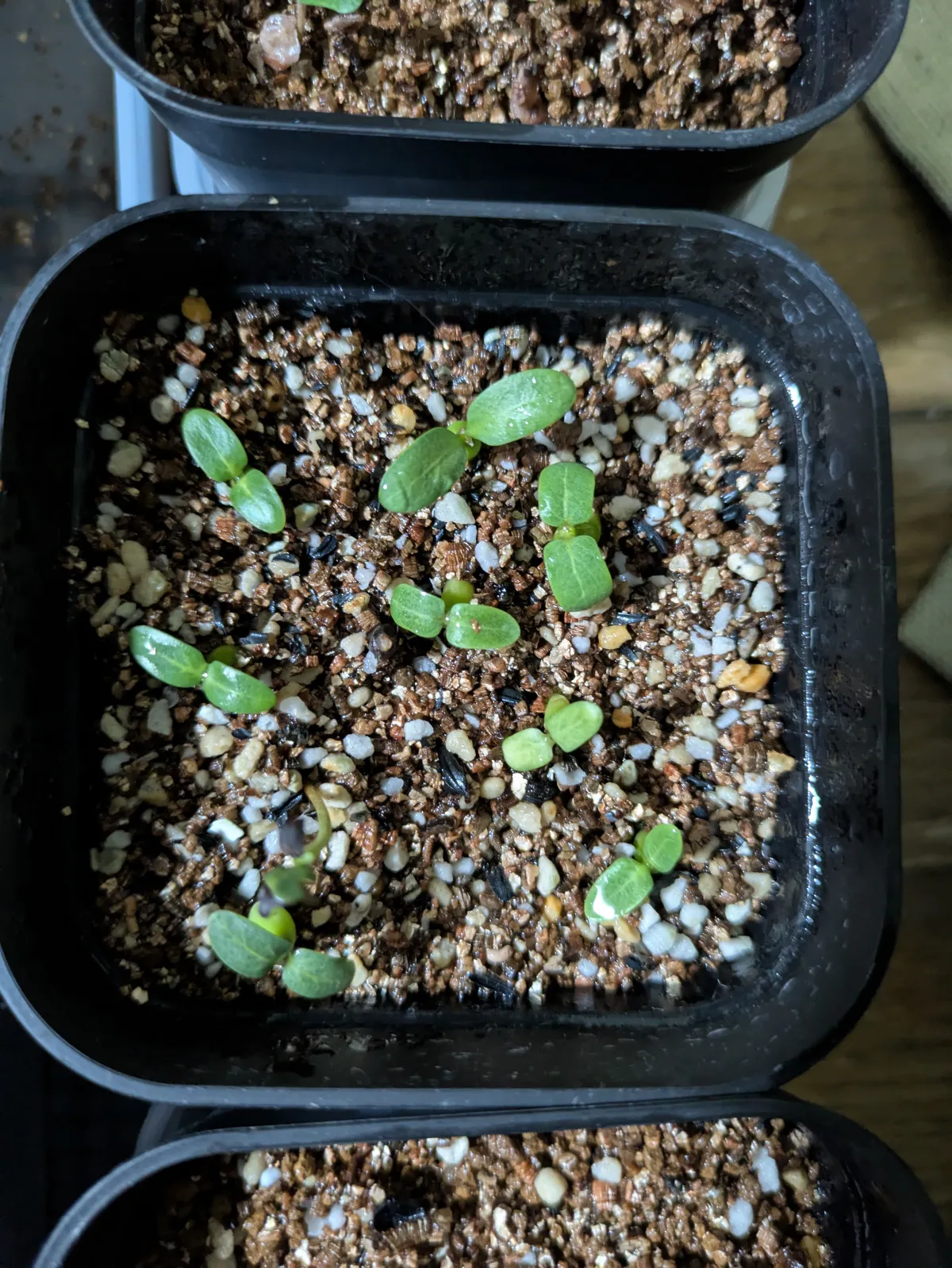 Pachypodium rosulatum var. gracilius (パキポディウム グラキリス)