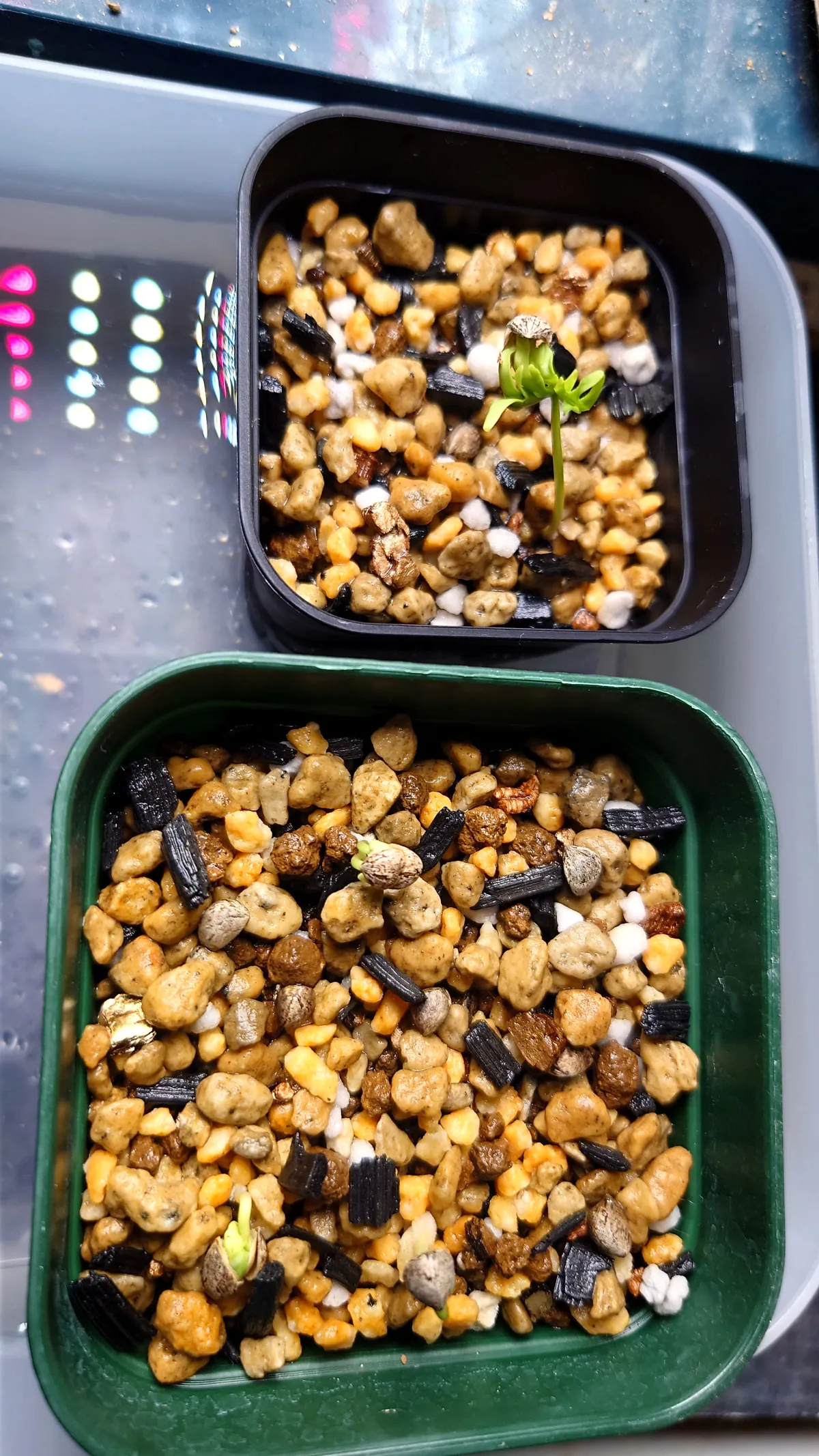 Bursera fagaroides (ブルセラ ファガロイデス)