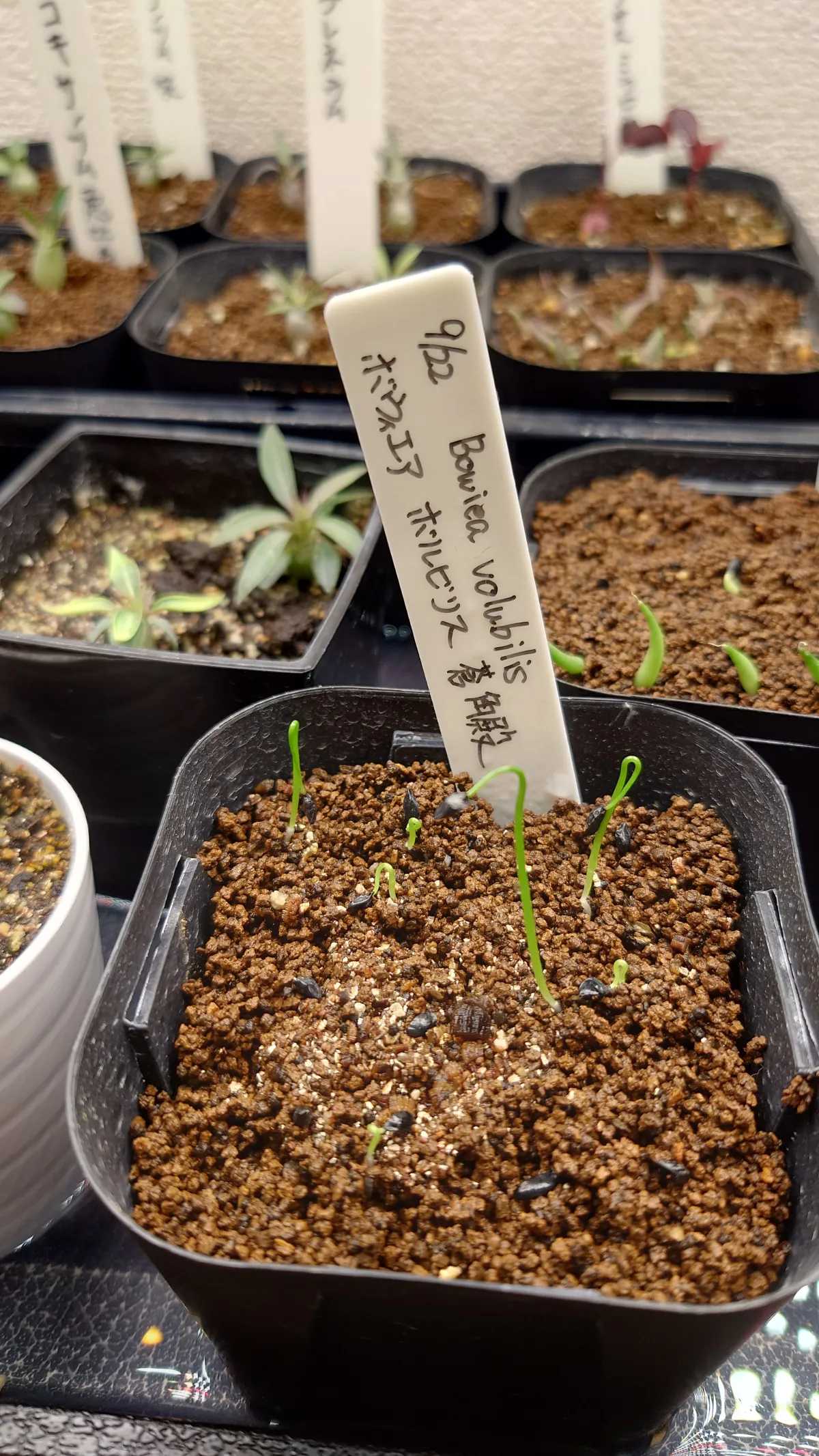 Bowiea volubilis (ボウィエア ボルビリス 蒼角殿)