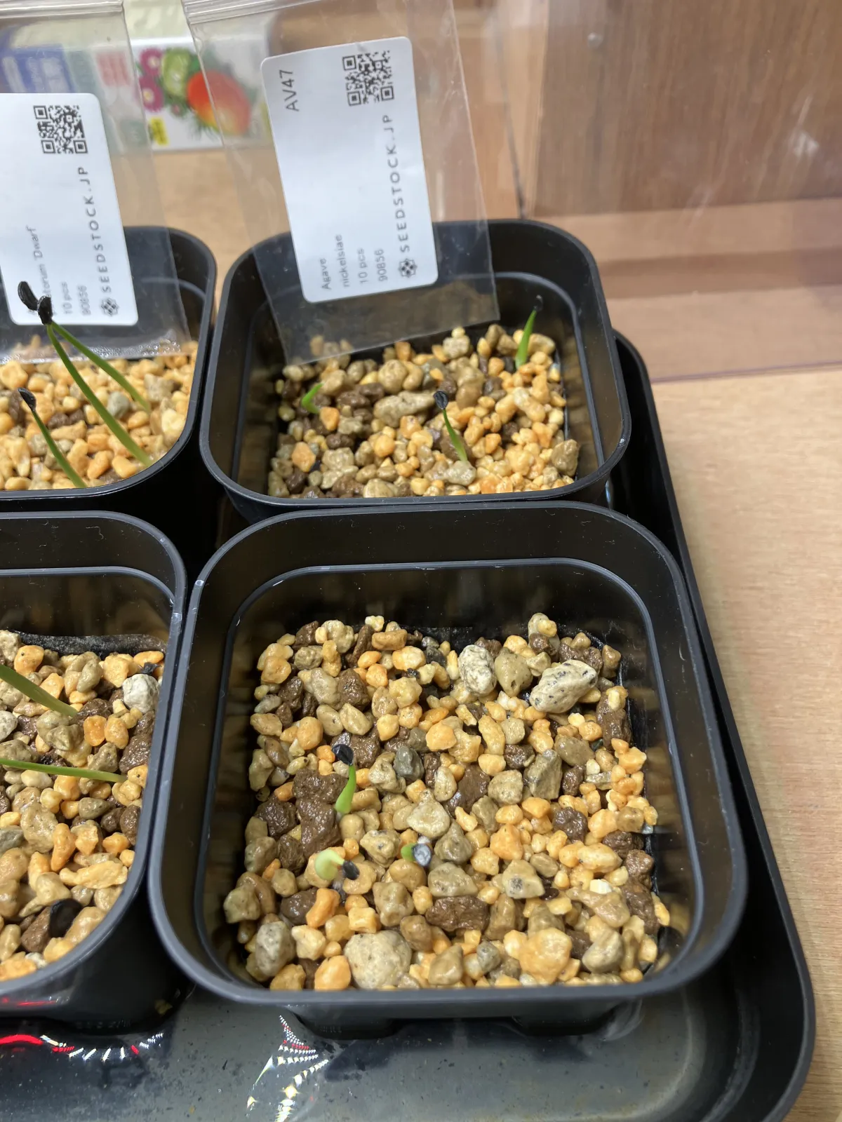 Agave nickelsiae (アガベ ニッケルシー)