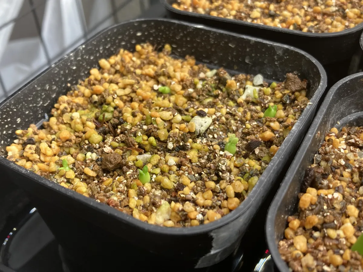 Euphorbia stellata (ユーフォルビア ステラータ 飛竜)