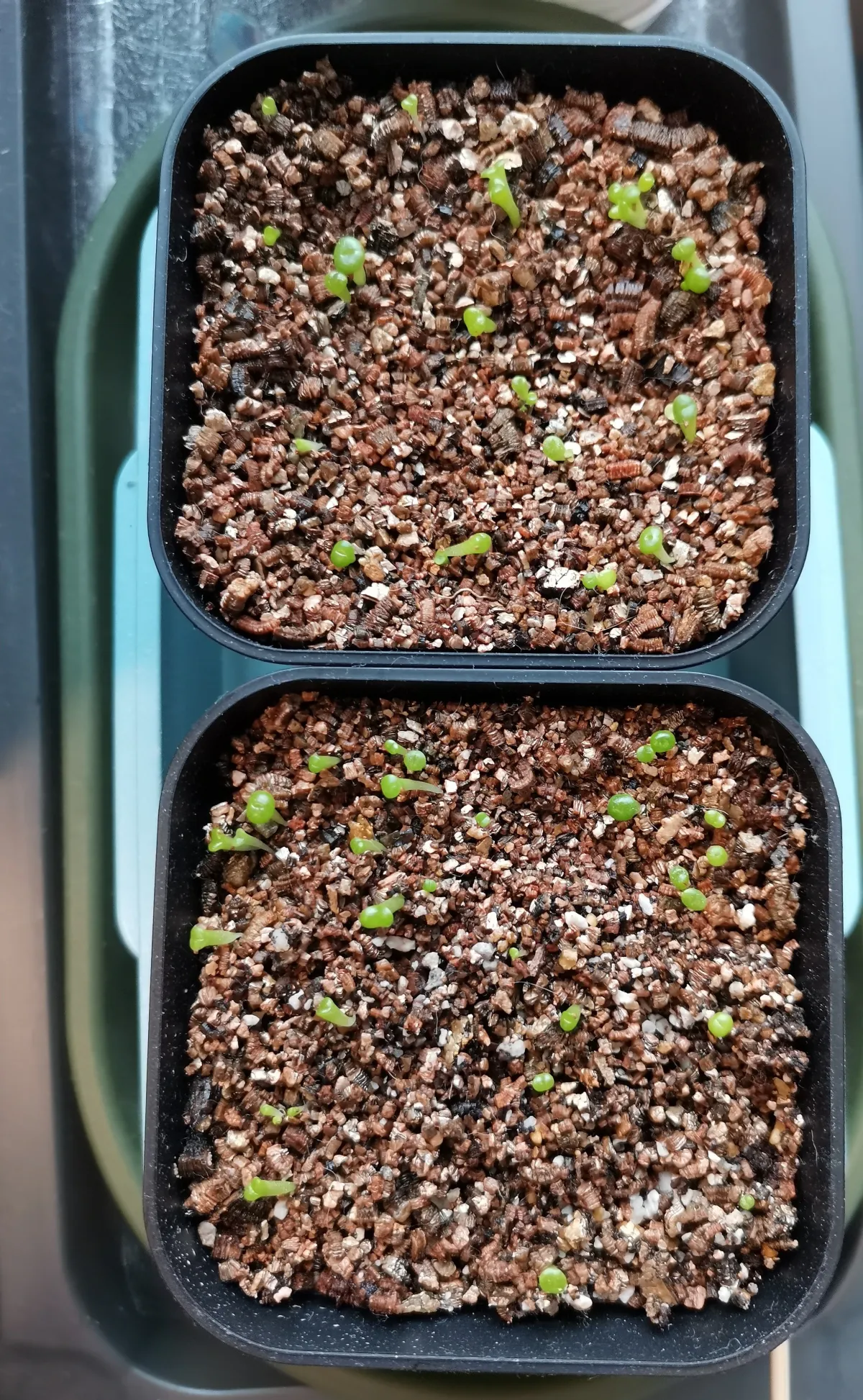 Lithops Mix (リトープス ミックス)