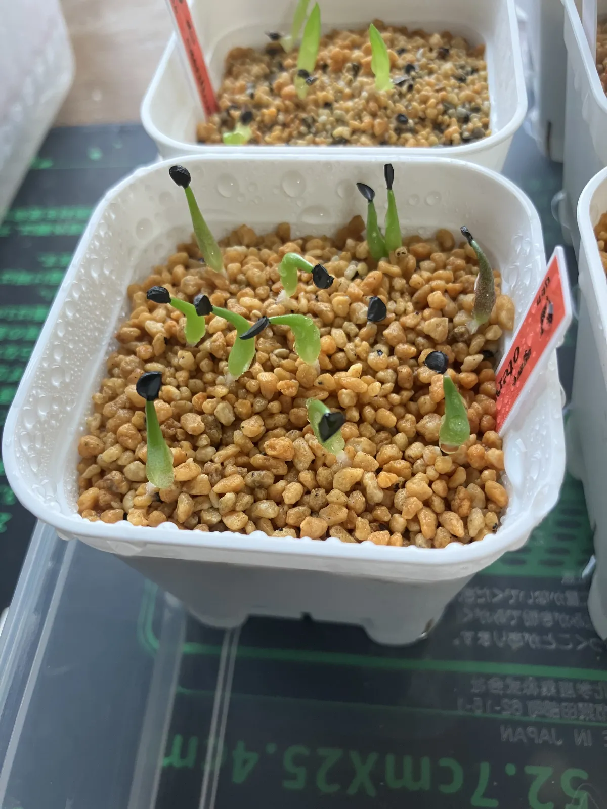 Agave oteroi (アガベ オテロイ)