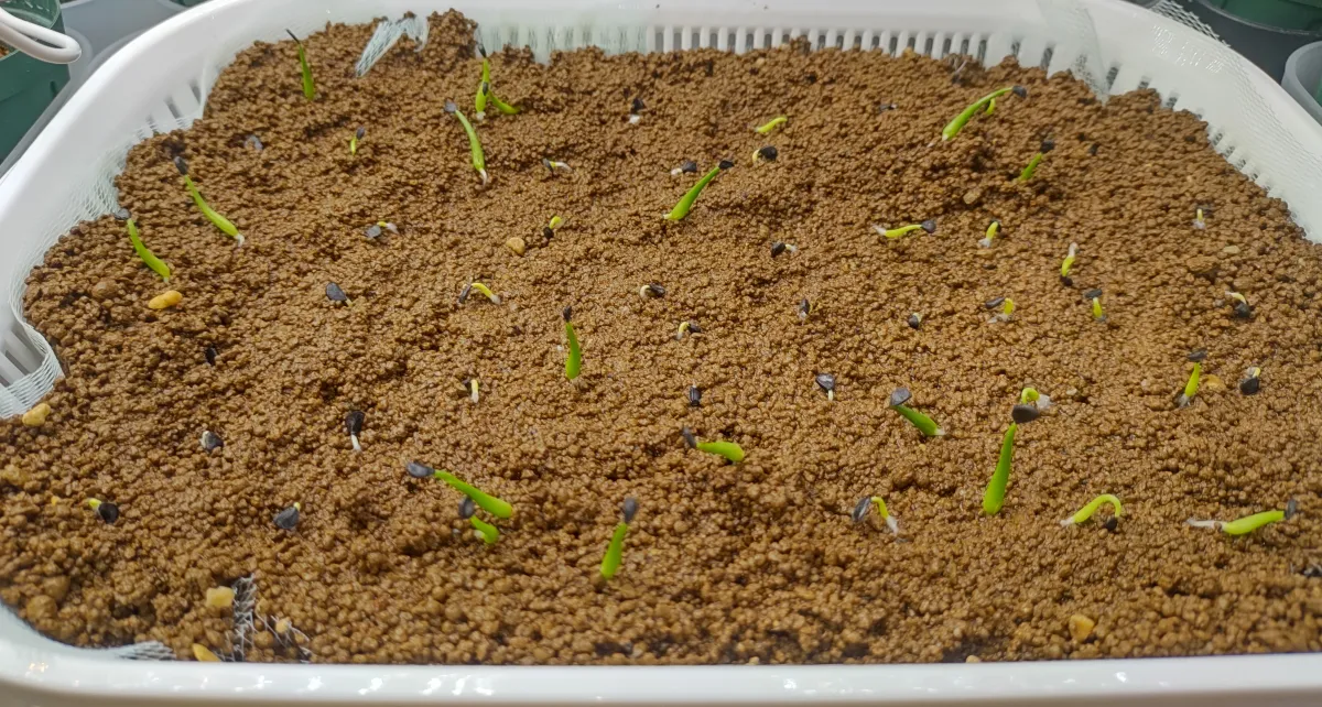 Agave utahensis var. eborispina (アガベ エボリスピナ)