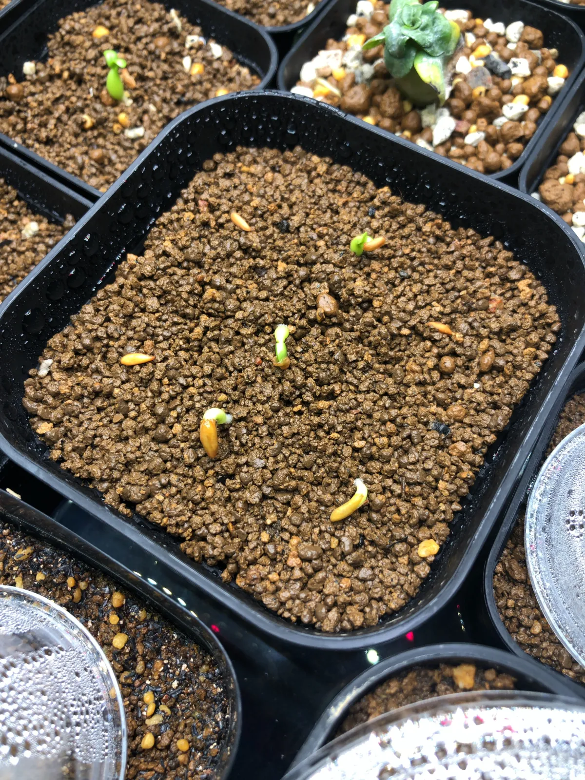 Pachypodium rosulatum subsp. makayense (パキポディウム マカイエンセ)