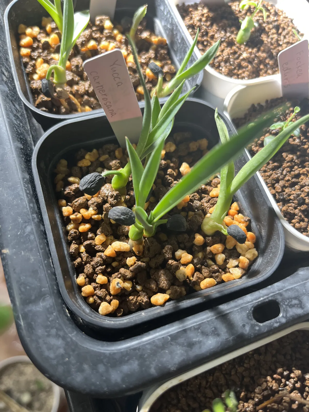 Yucca carnerosana (ユッカ カルネロサーナ)