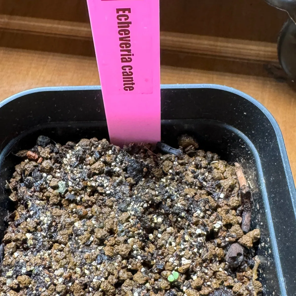 Echeveria cante White Cloud Echeveria (エケベリア カンテ)