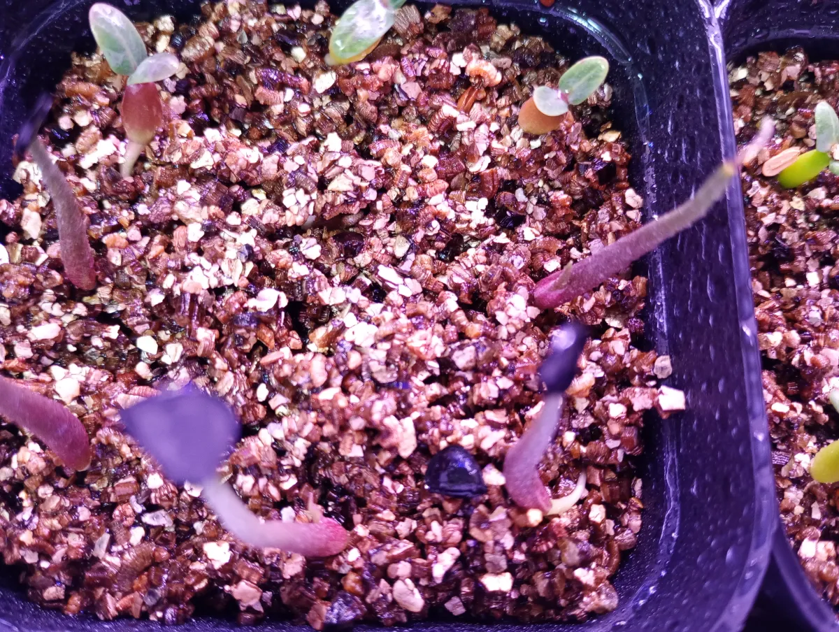 Pachypodium brevicaule subsp. leucoxanthum (パキポディウム レウコキサンツム)