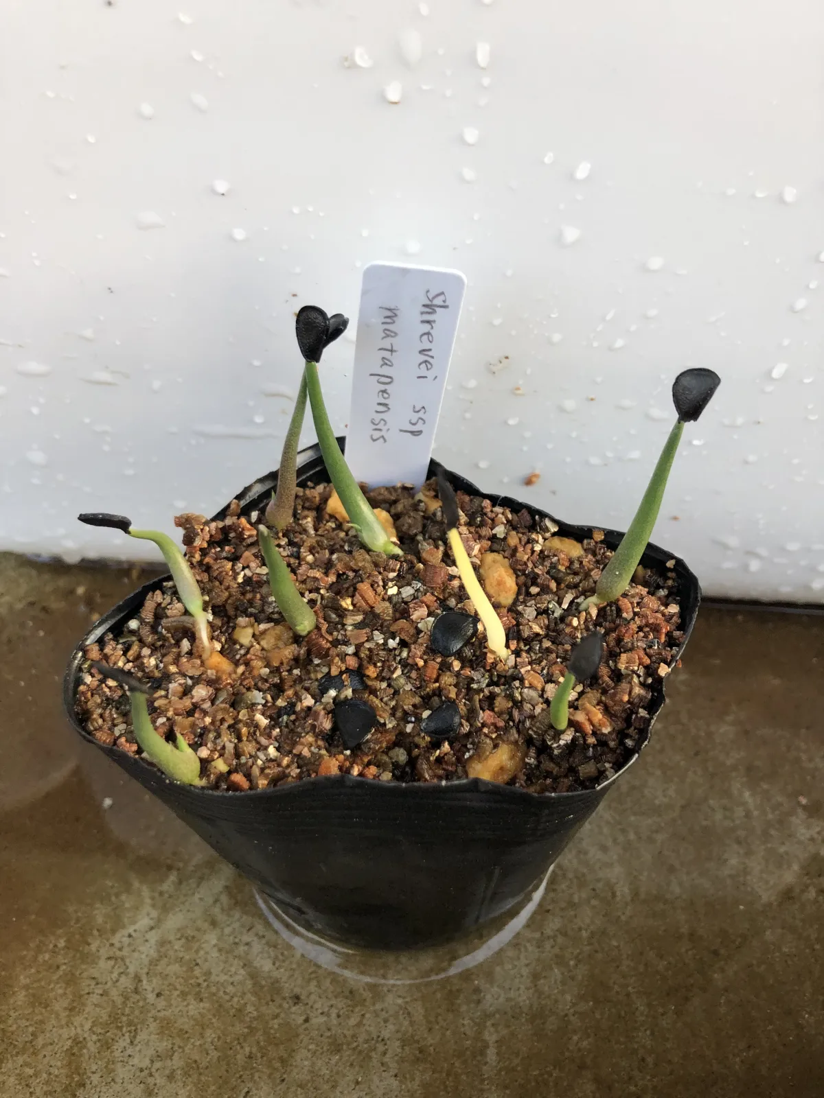 Agave shrevei ssp. matapensis (アガベ シュリベイマタペンシス)