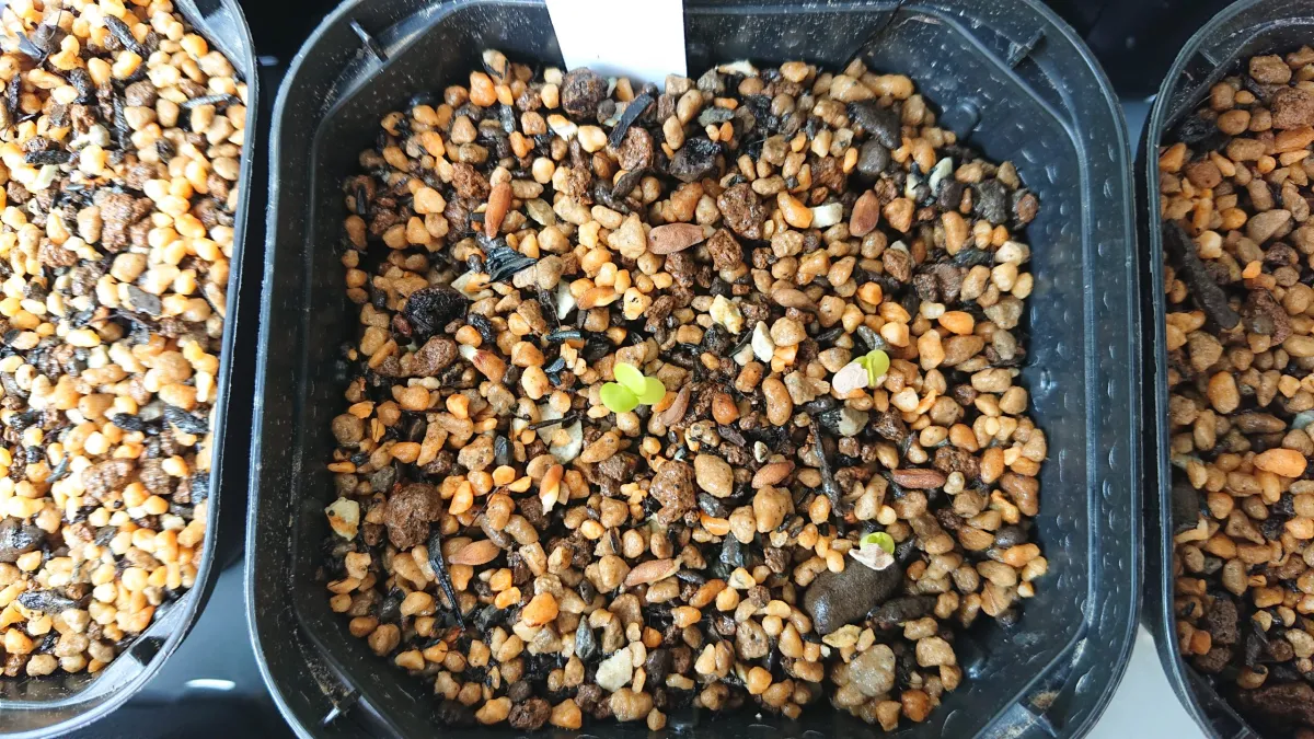 Pachypodium succulentum (パキポディウム サキュレンタム)