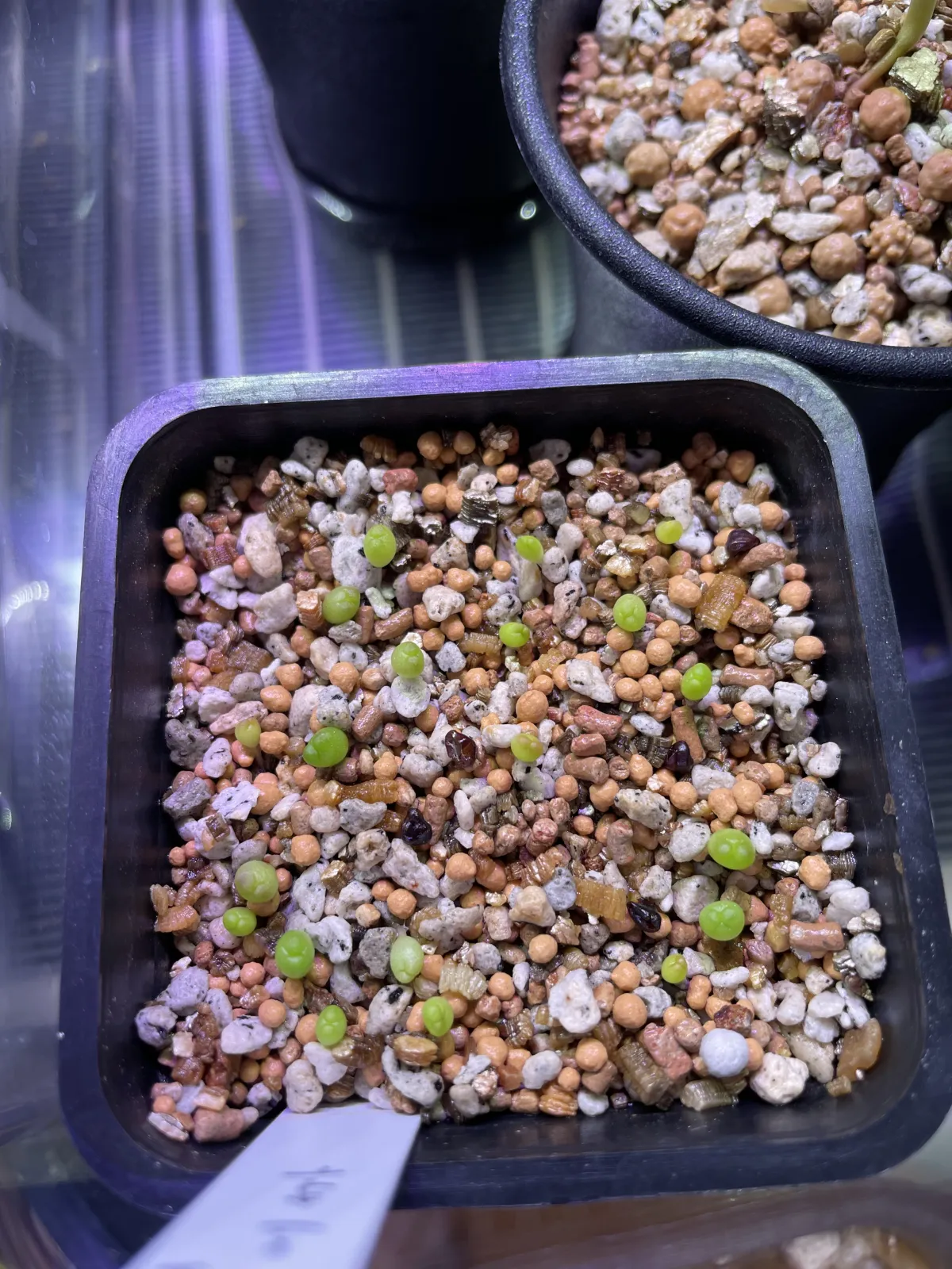 Astrophytum asterias var. nudum (アストロフィツム 瑠璃兜)