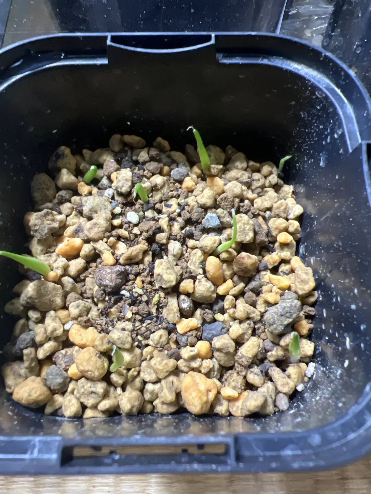 Agave victoriae-reginae Compacta (アガベ ビクトリアレジーナコンパクト)