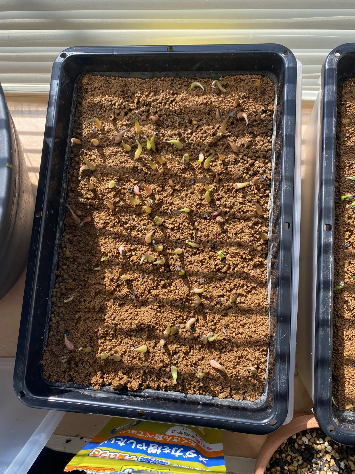 Agave oteroi (アガベ オテロイ)