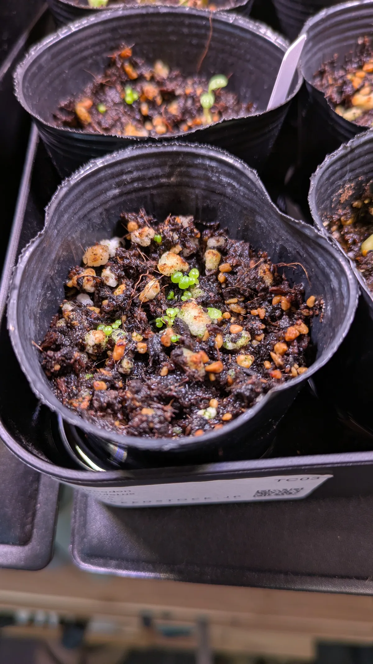 Tylecodon reticulatus subsp. reticulatus (ティレコドン レティクラタス)