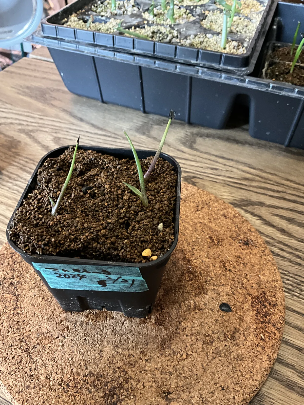 Agave marmorata (アガベ マルモラータ)