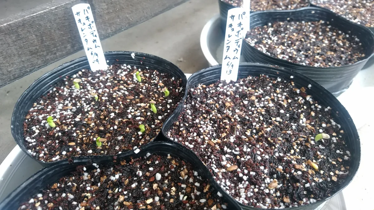 Pachypodium succulentum (パキポディウム サキュレンタム)